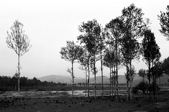 Qinhai42