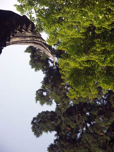 Zz076 reflection