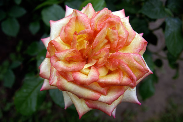 DSC02477