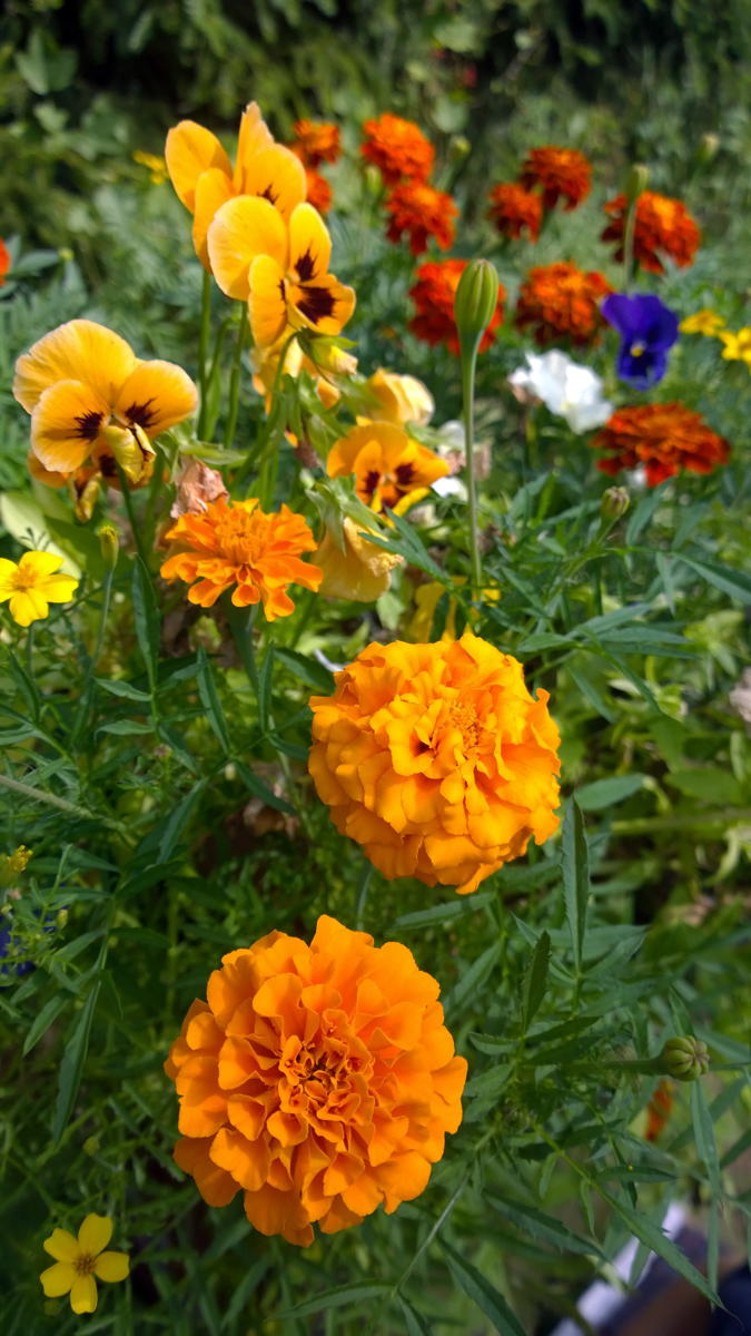 WP 20140730 15 26 10 Pro