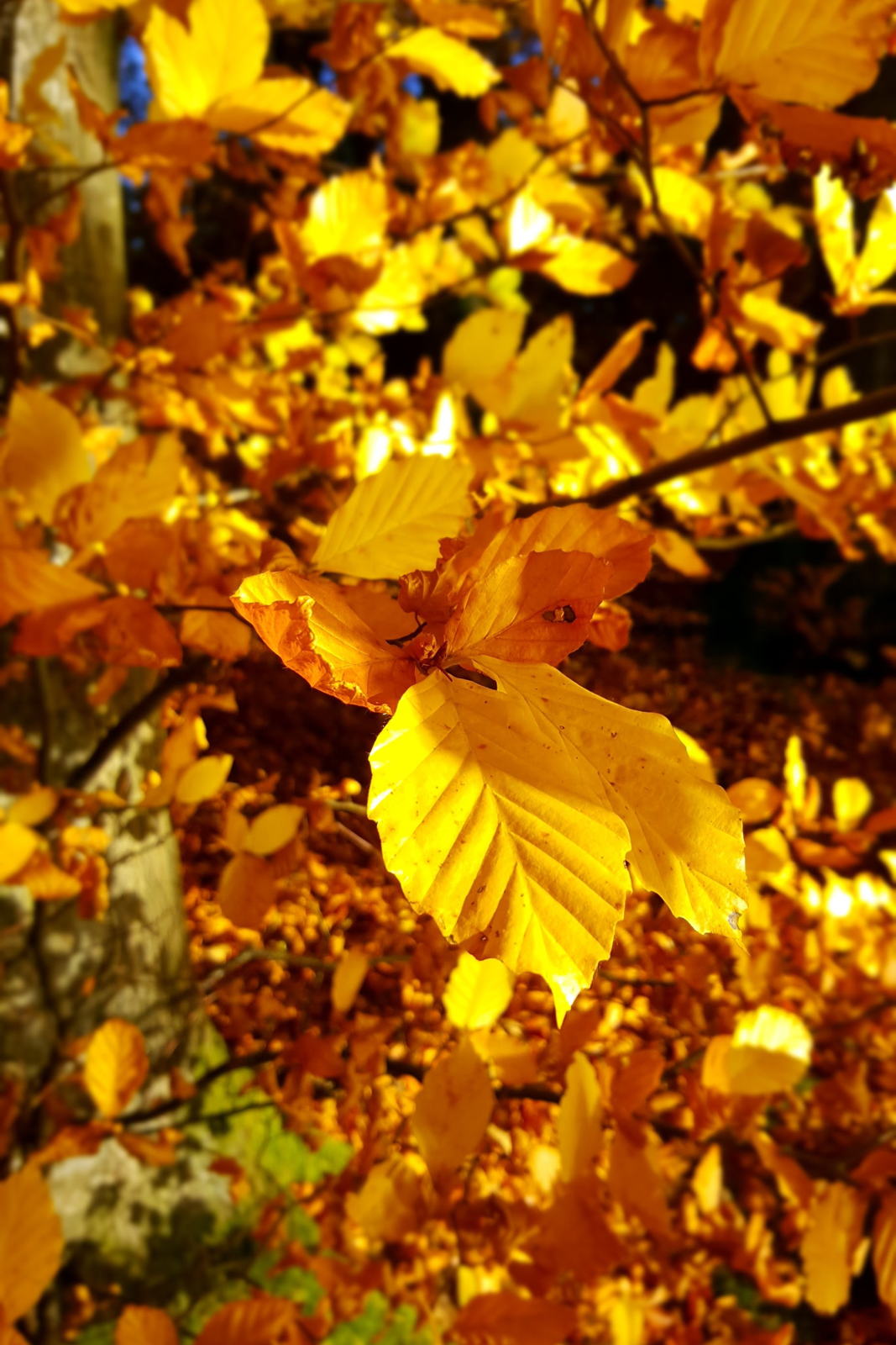 Autumn In Switzerland