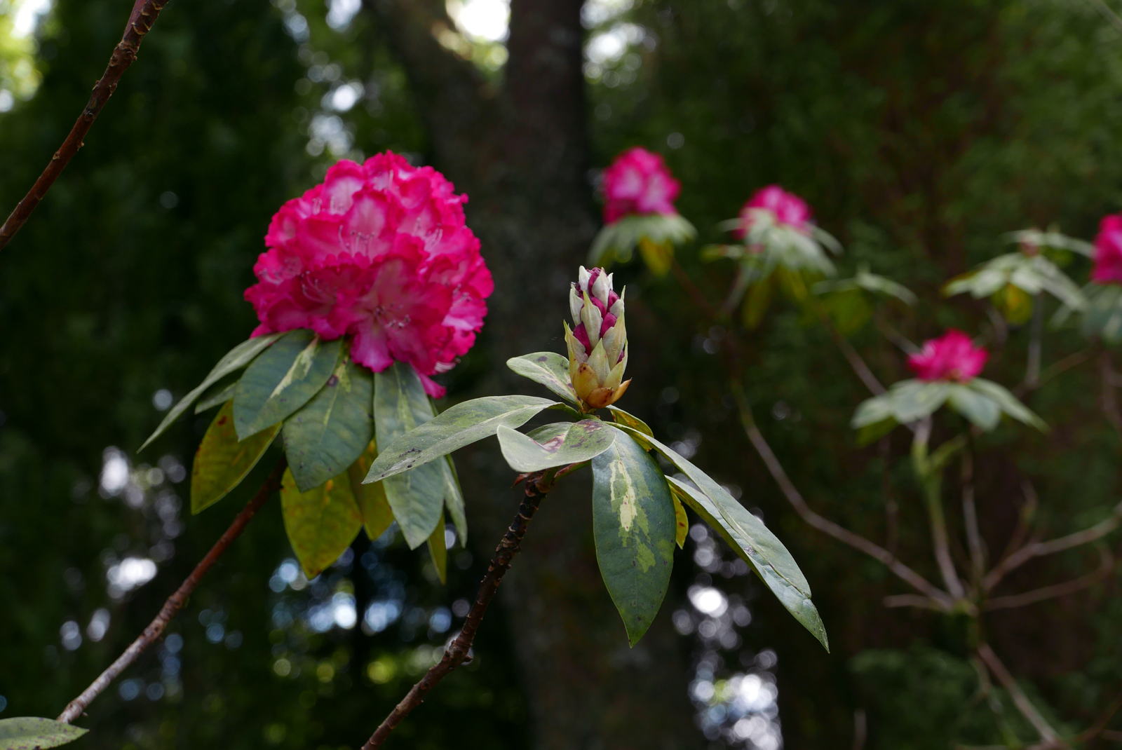 2019 04 29 angus garden