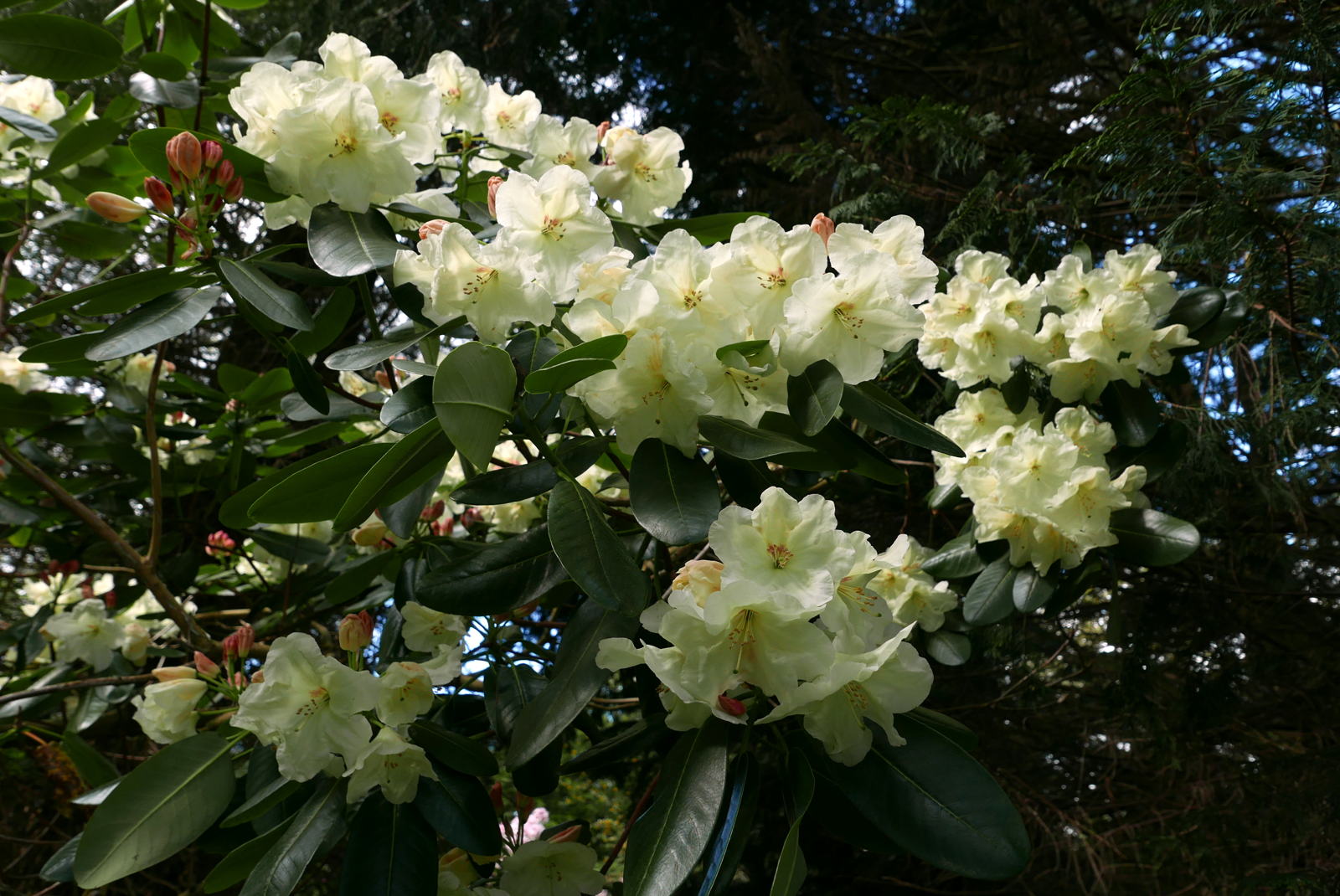 2019 04 29 angus garden1