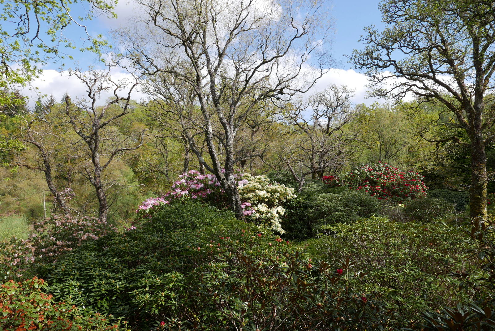 2019 04 29 angus garden20