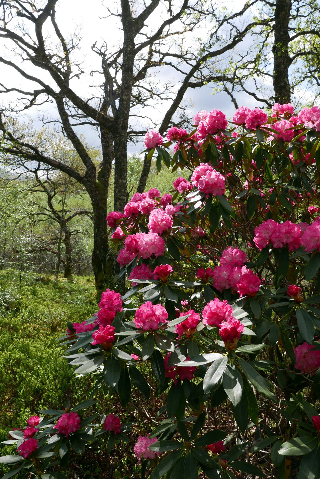2019 04 29 angus garden21