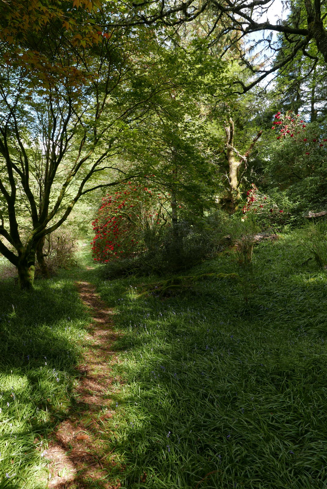 2019 04 29 angus garden24