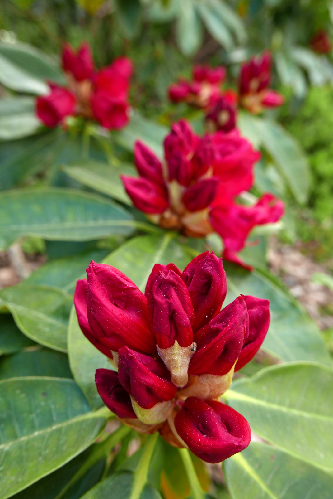 2019 04 29 angus garden27