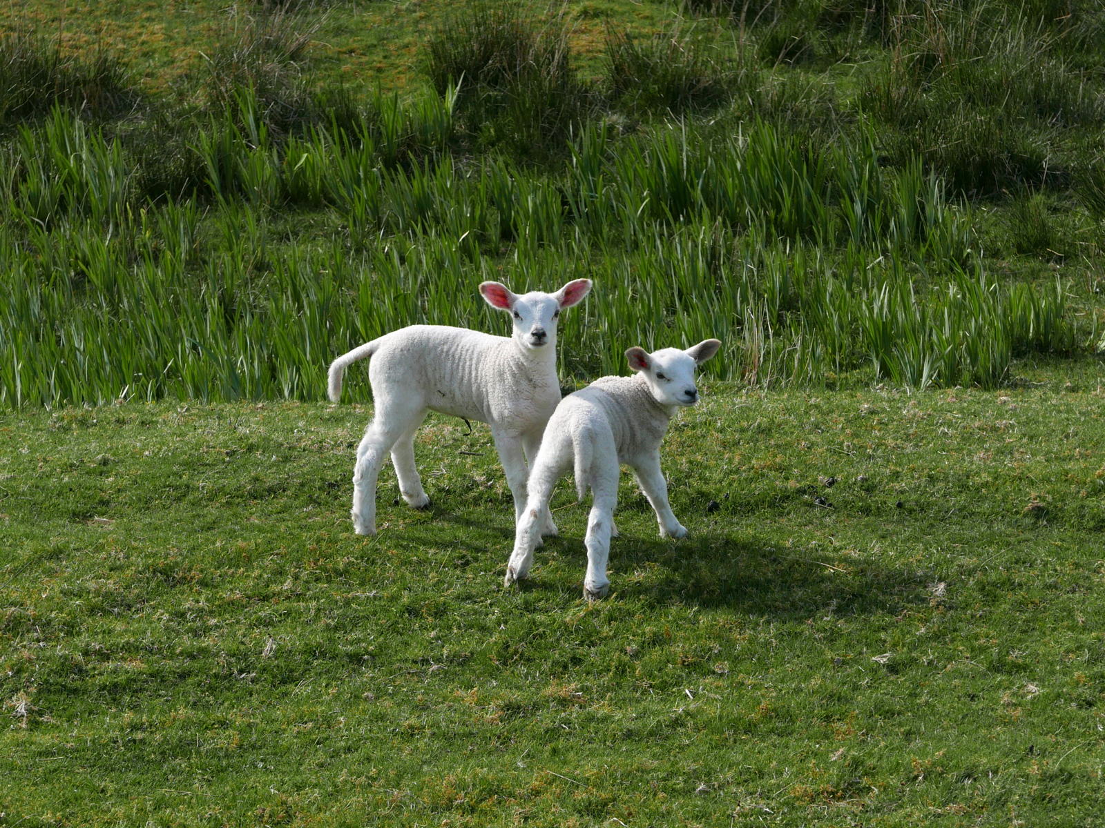 2019 04 29 glen lonan2