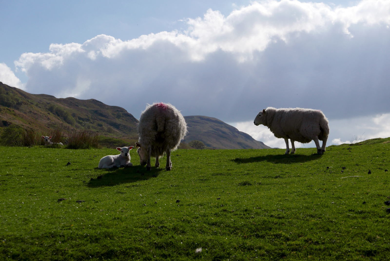 2019 04 29 glen lonan3