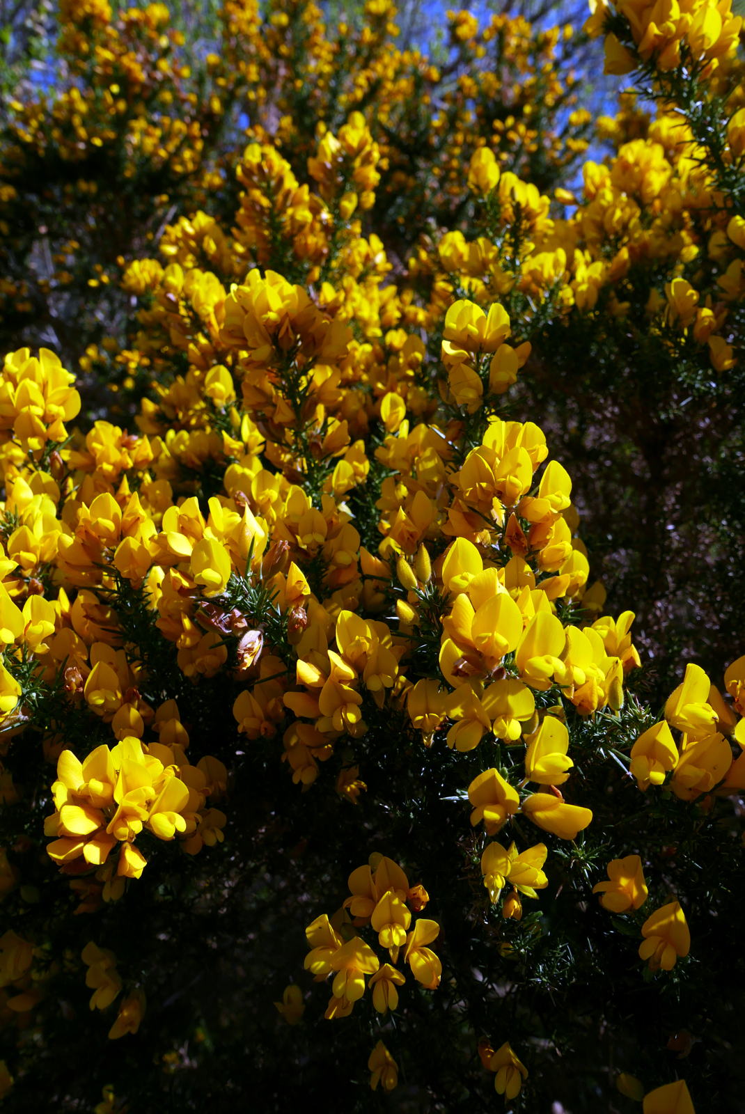 2019 04 29 gorse flower