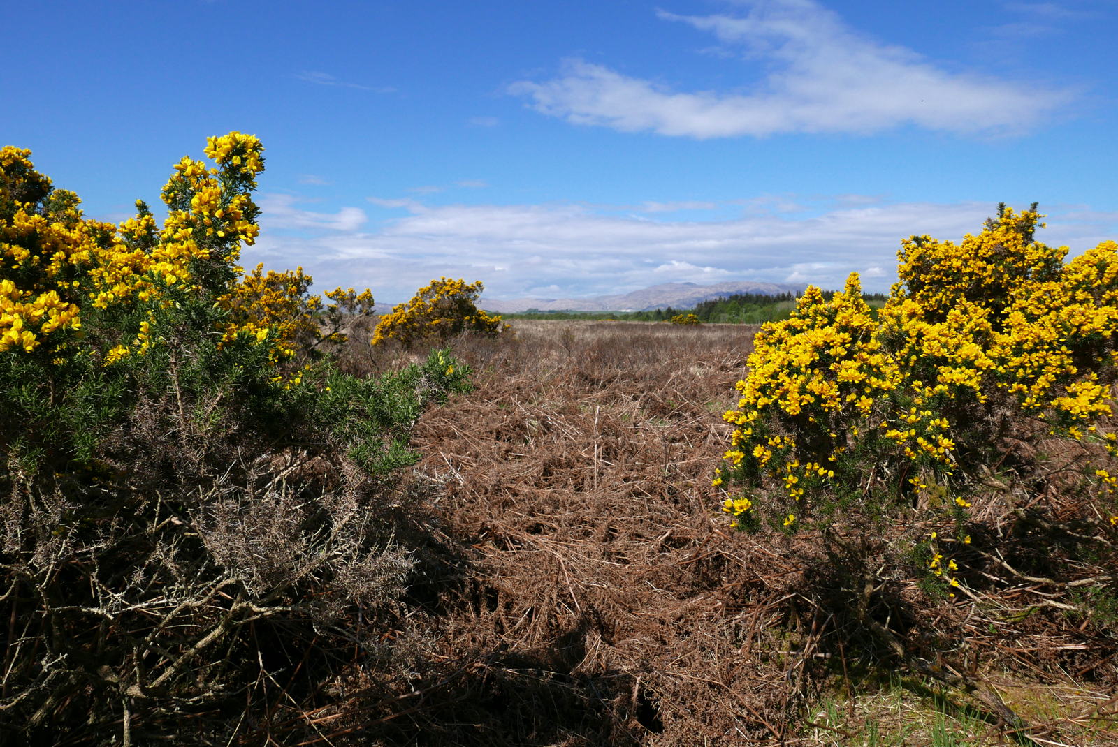 2019 04 29 gorse flower2