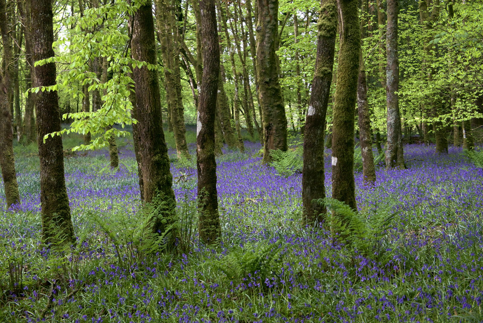 2019 04 30 bluebell raw