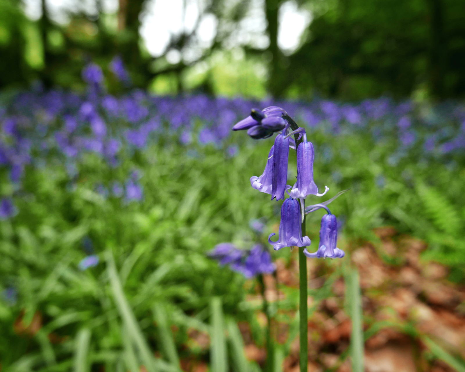 2019 04 30 bluebell