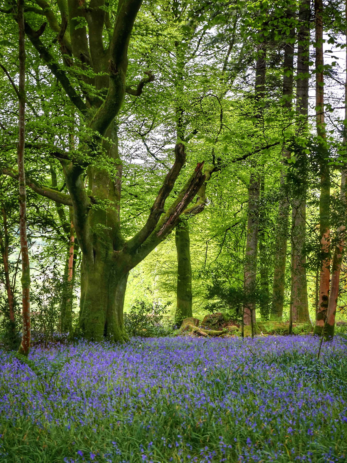 2019 04 30 bluebell2