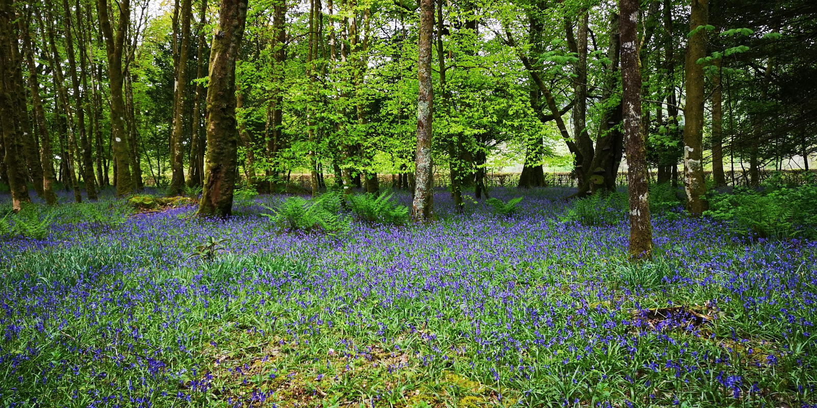 2019 04 30 bluebell7