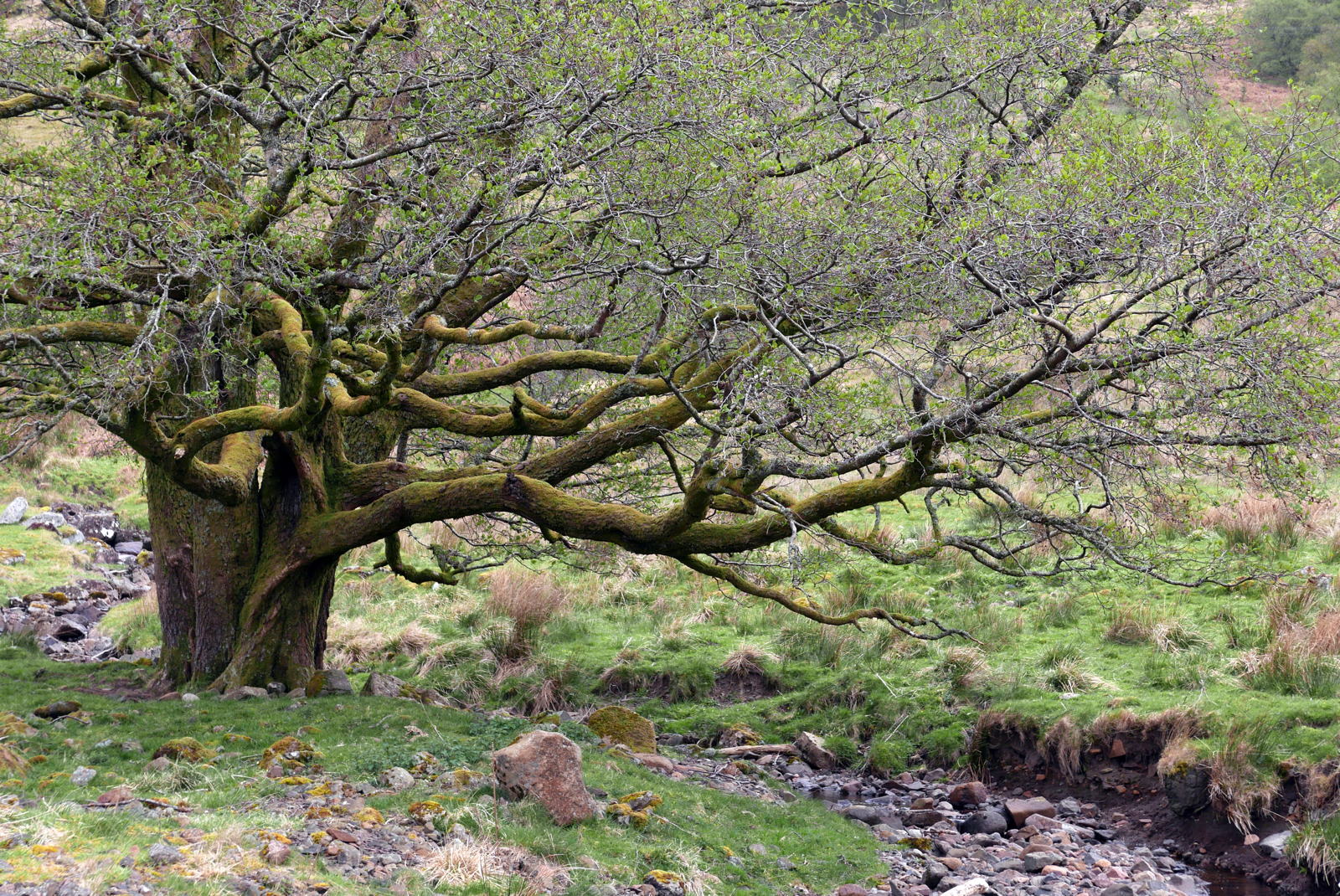 2019 04 30 glen lonan9