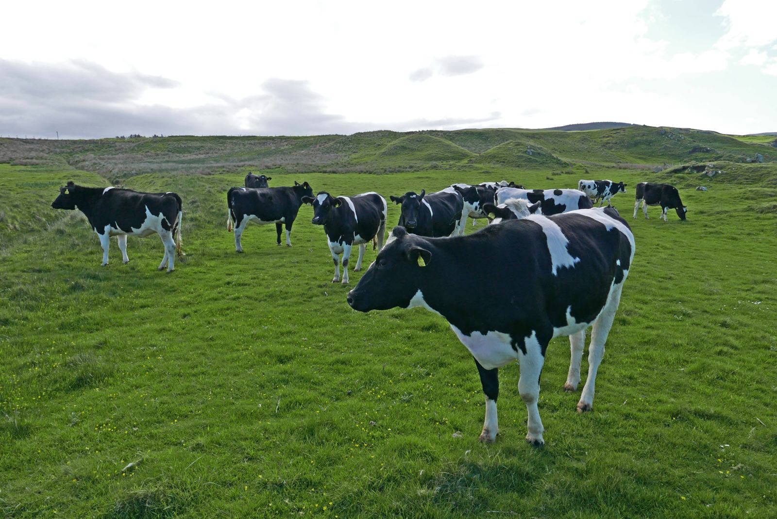2019 05 03 machrihanish16