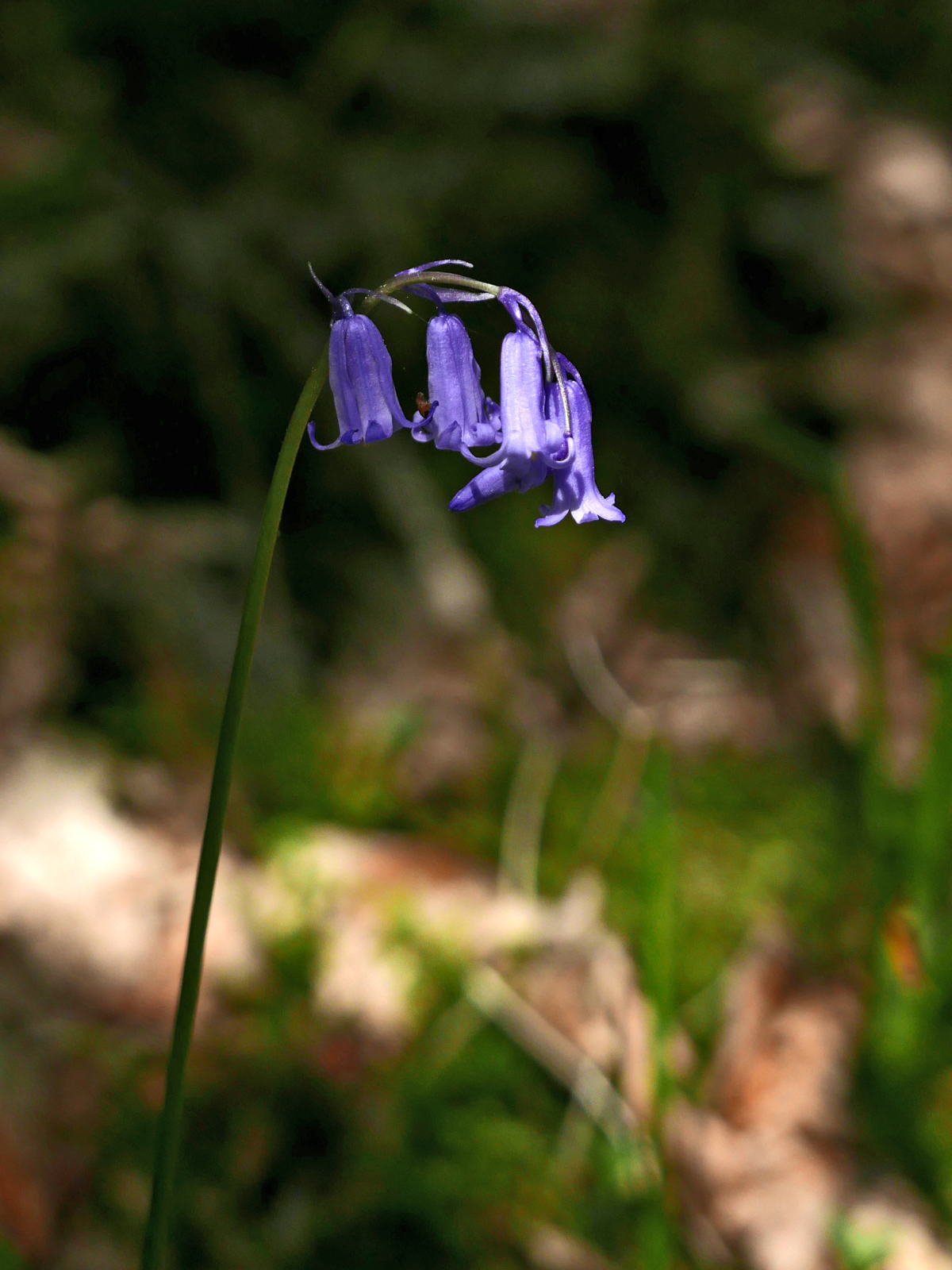 2019 05 04 bluebell best