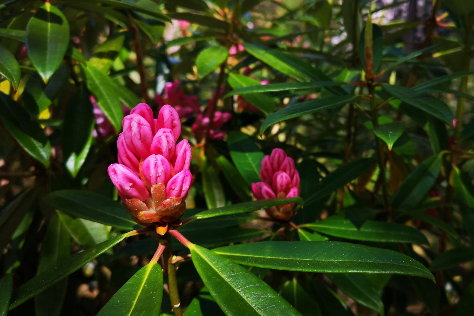 2019 05 04 crarae garden11