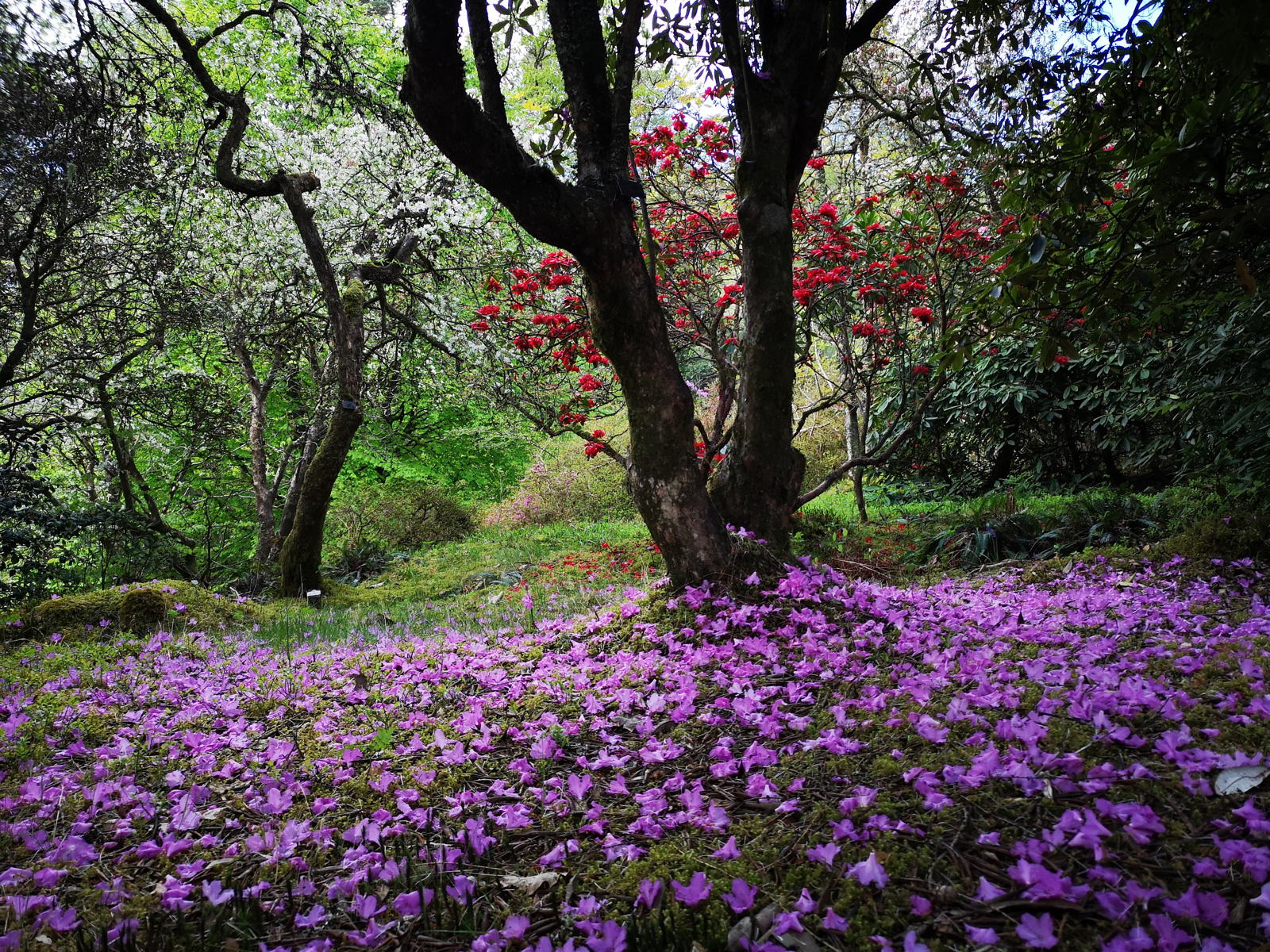 2019 05 04 crarae garden12