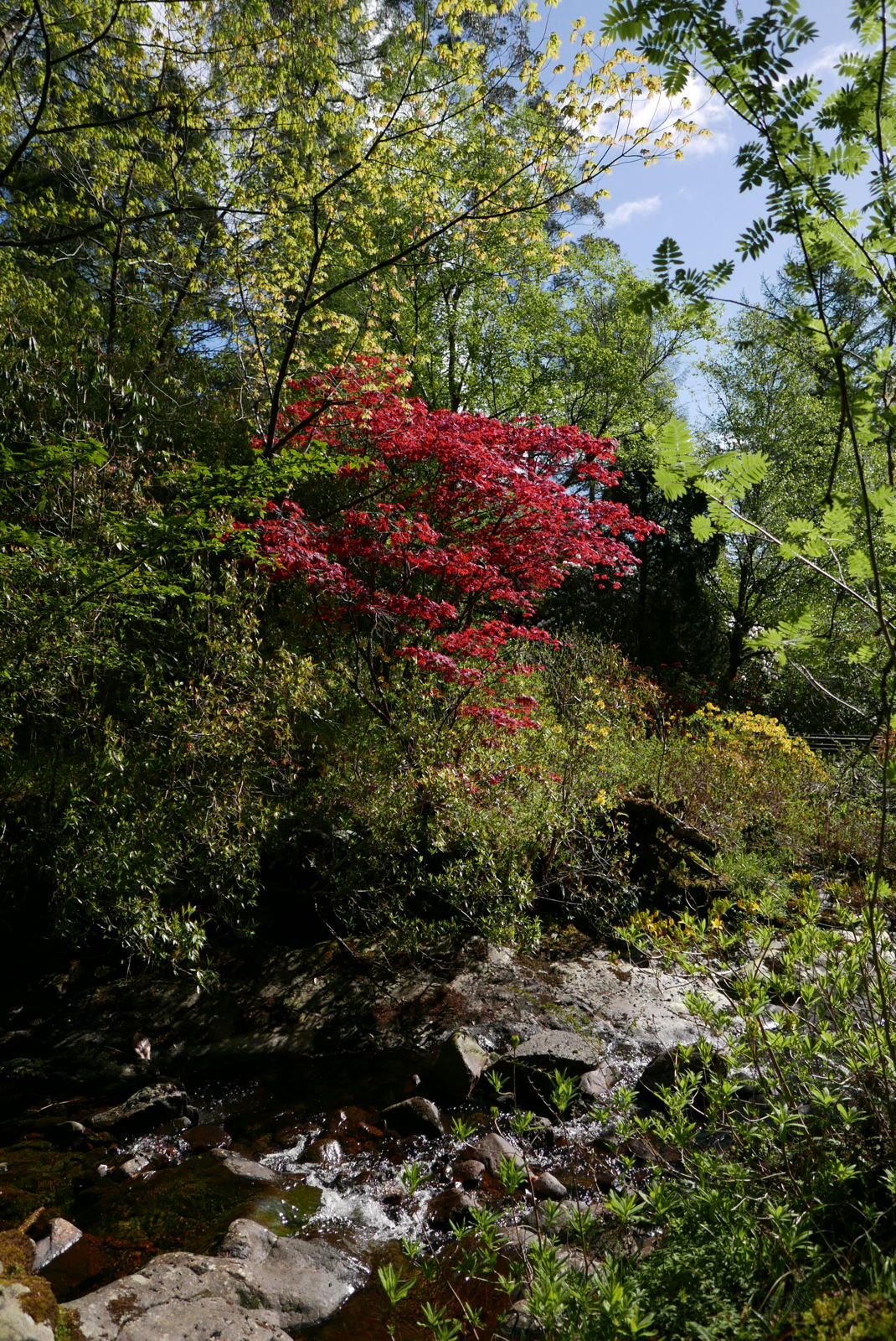 2019 05 04 crarae garden18