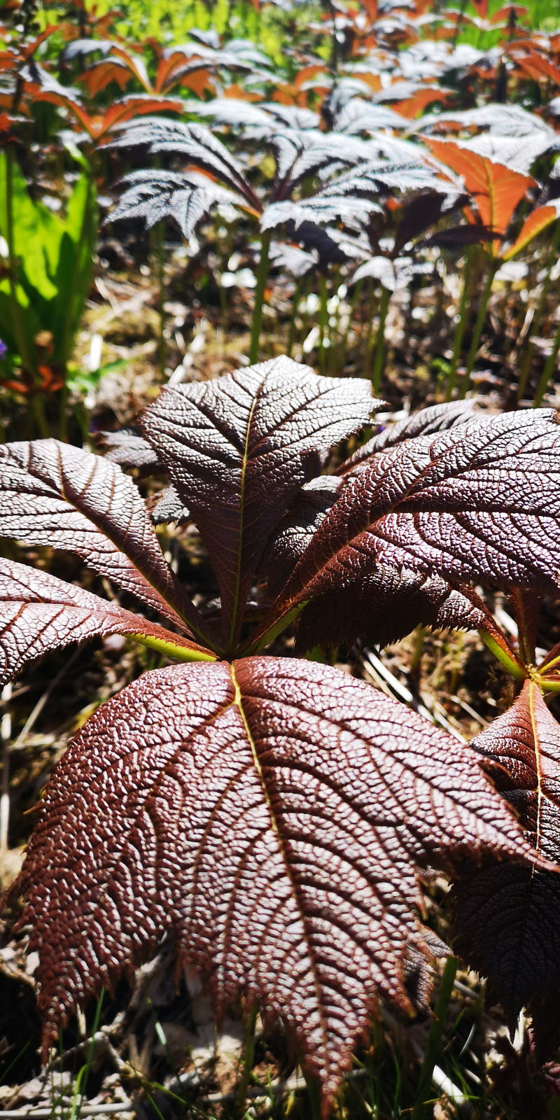 2019 05 04 crarae garden2