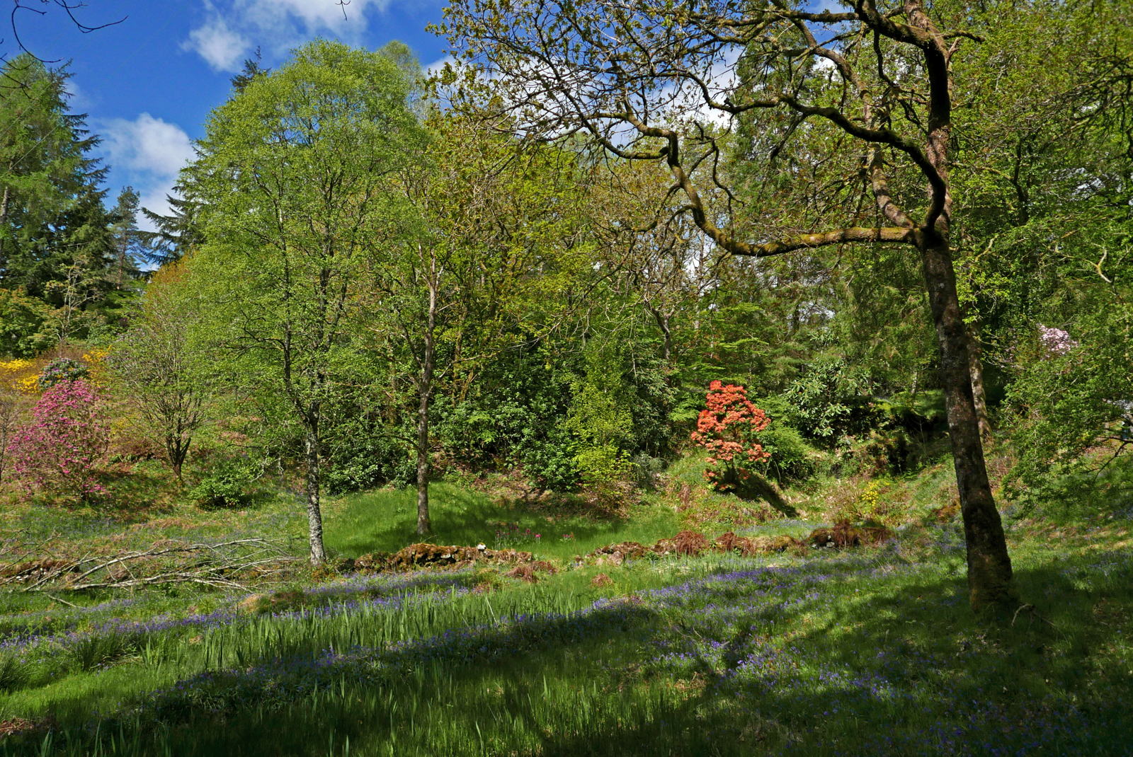 2019 05 04 crarae garden21