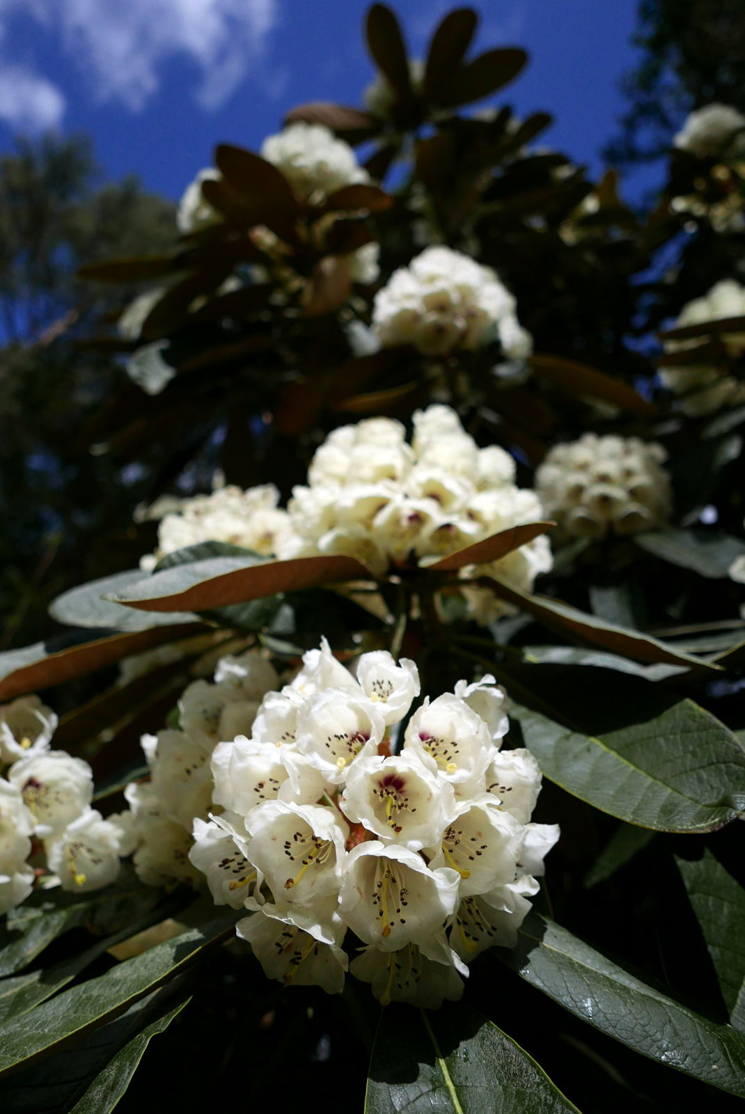 2019 05 04 crarae garden24