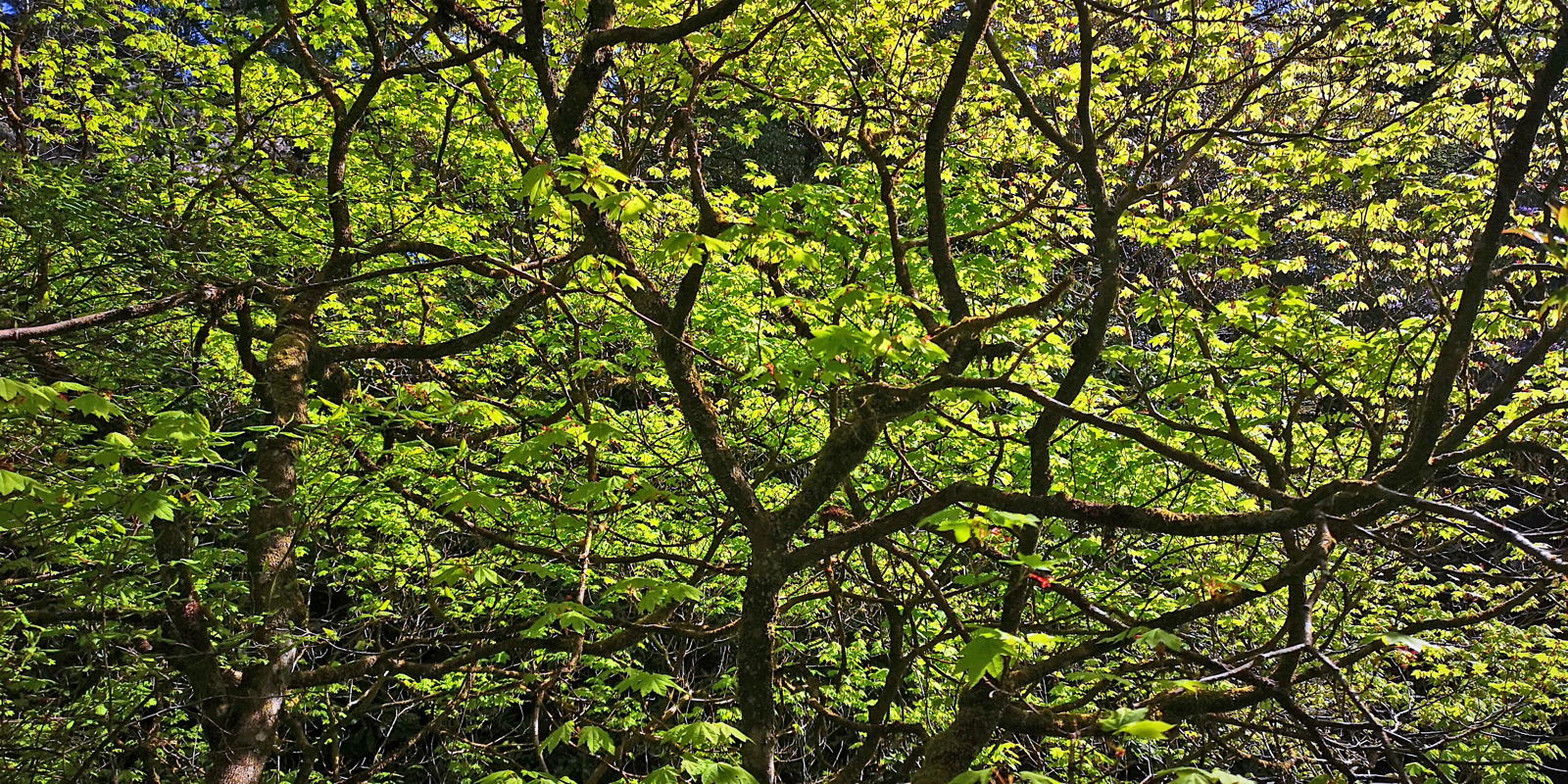 2019 05 04 crarae garden4