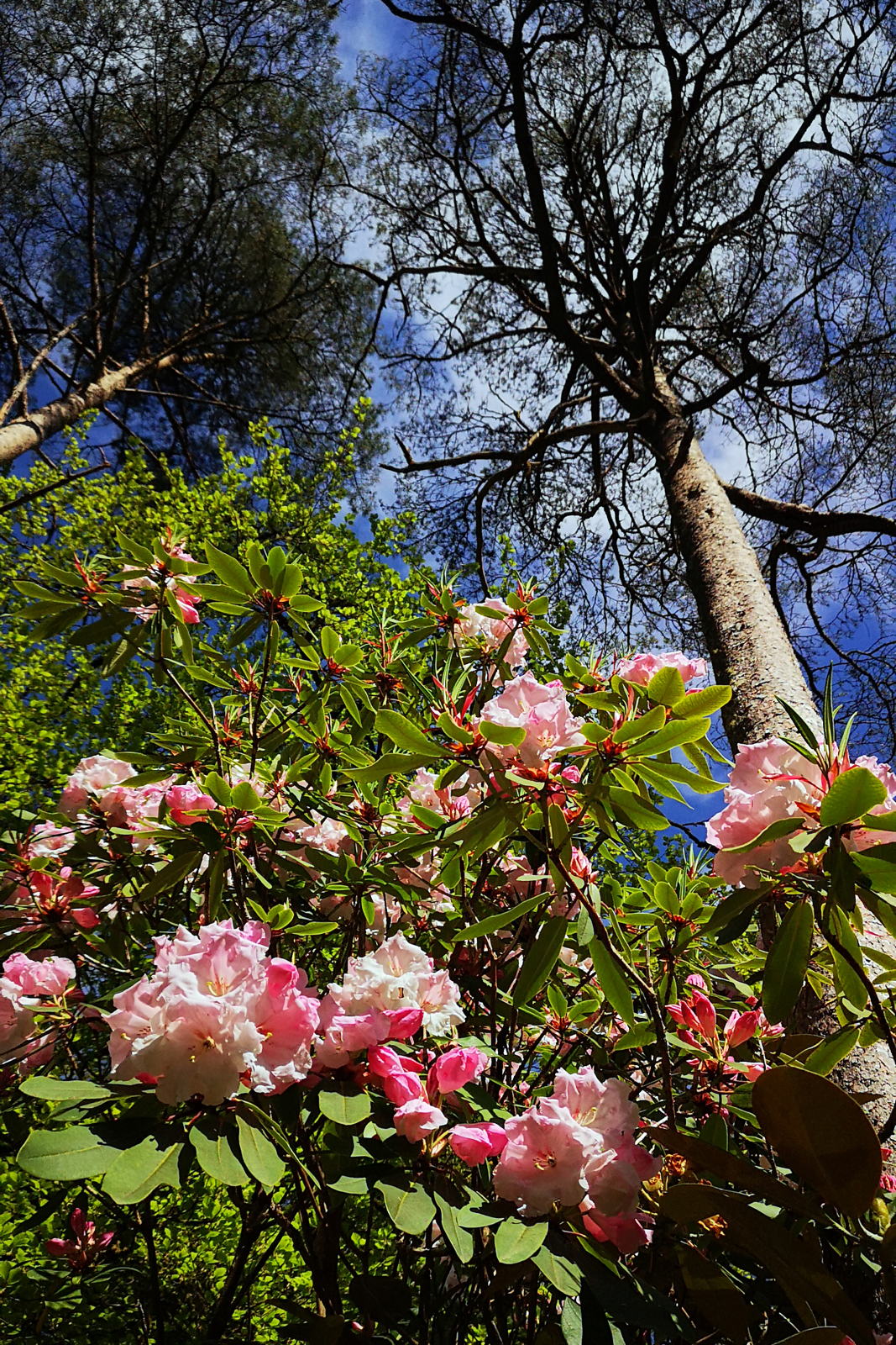 2019 05 04 crarae garden6