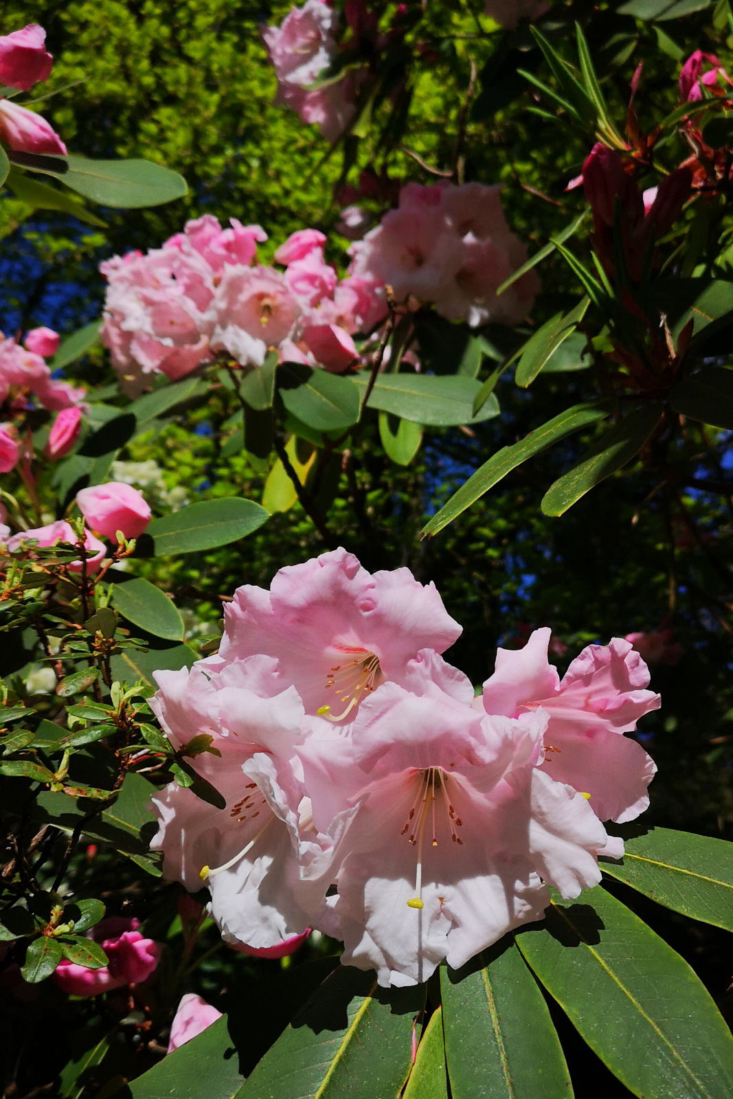 2019 05 04 crarae garden8
