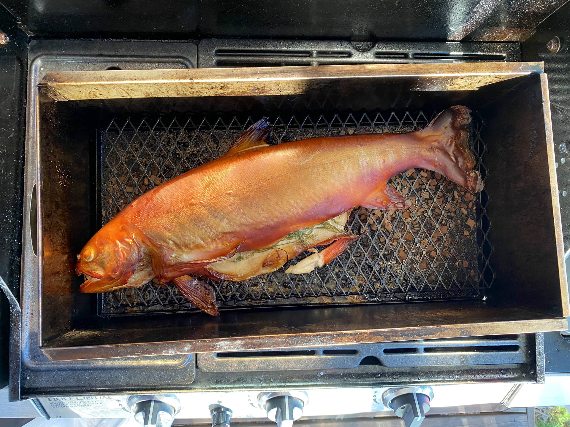 IMG 4633