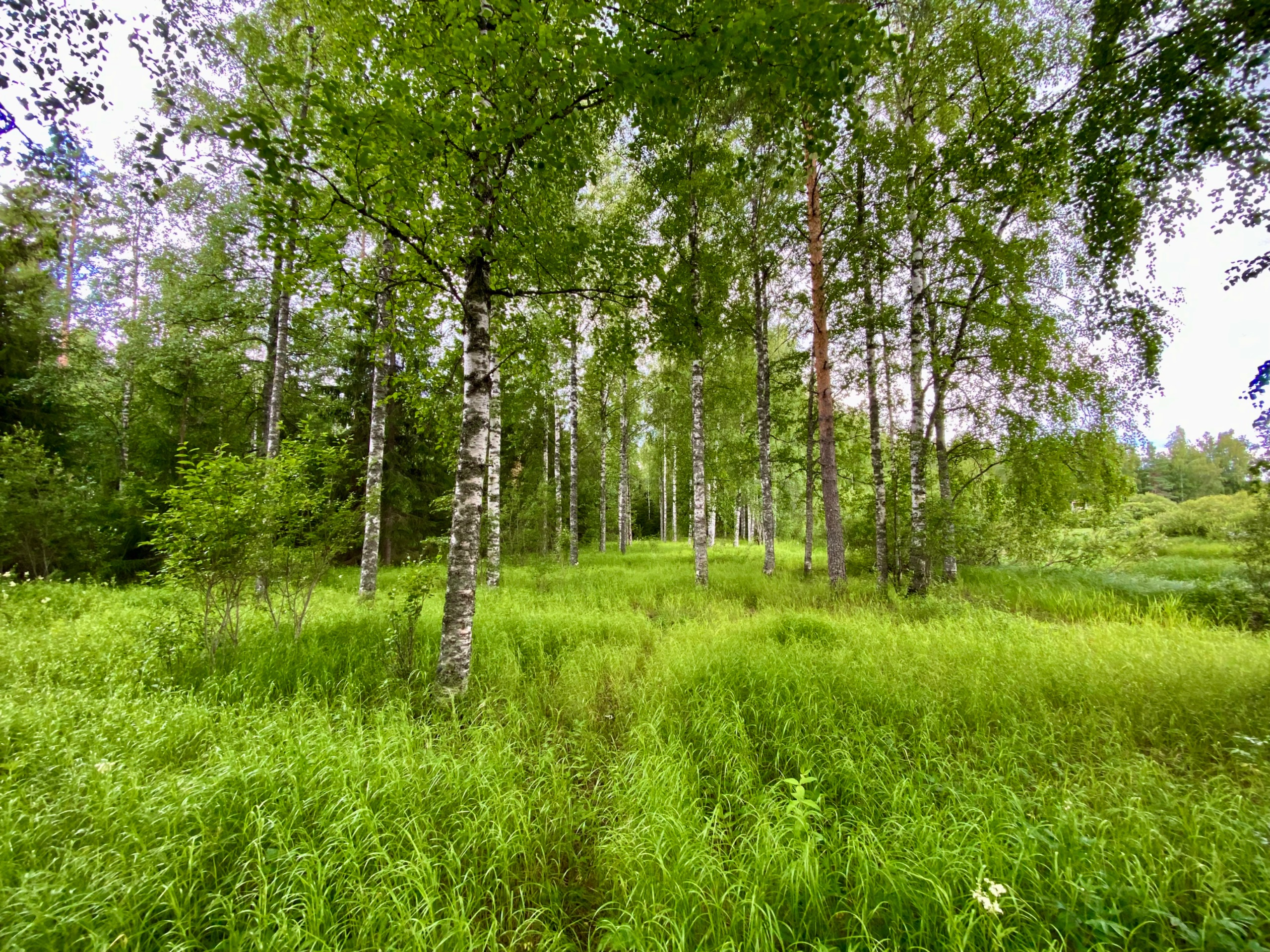 IMG 4496