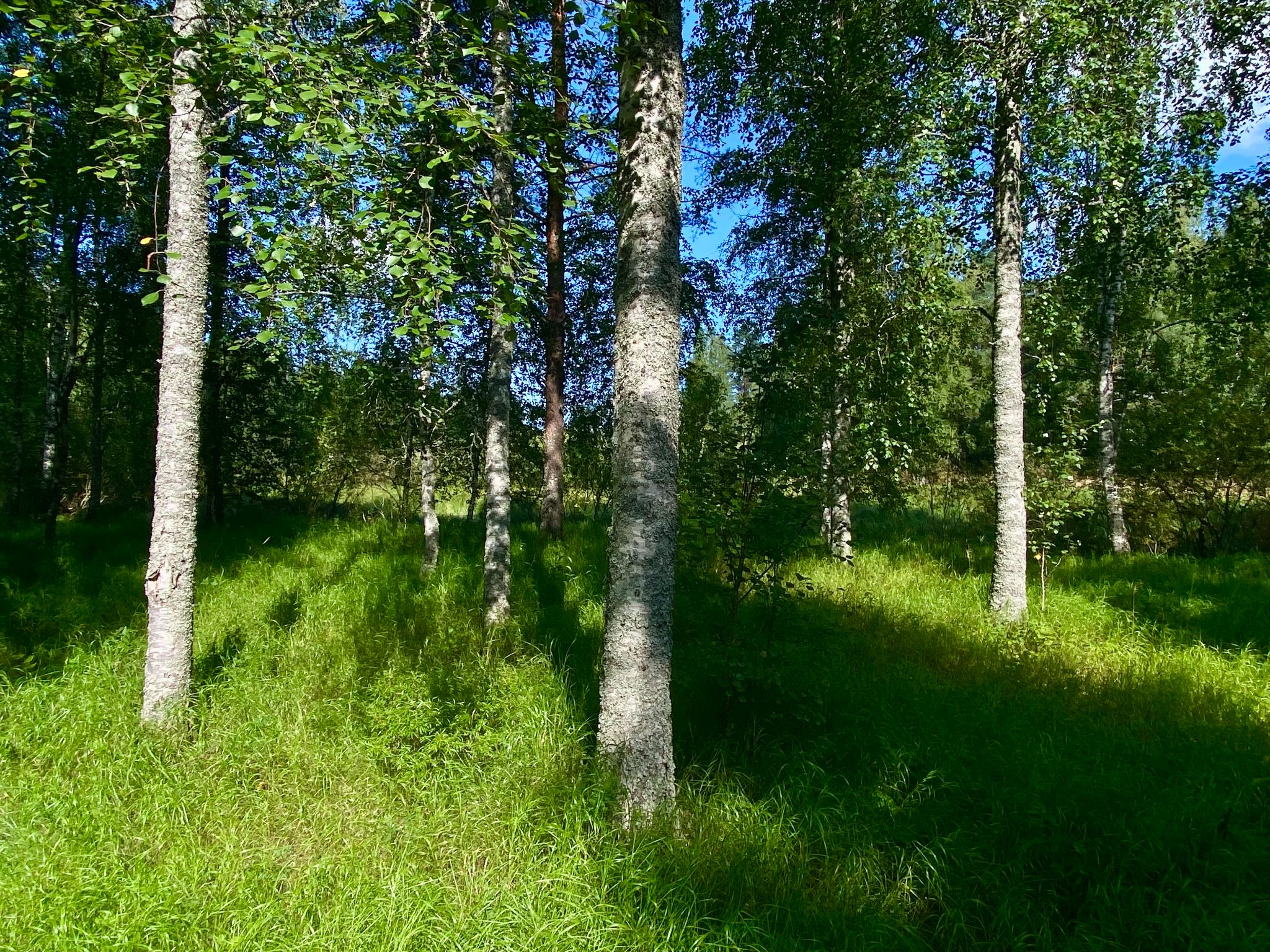 IMG 9715